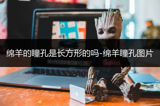 绵羊的瞳孔是长方形的吗-绵羊瞳孔图片